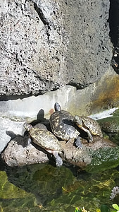 teknősök, pihentető, Hawaii, víz, természet, Park, állatkert