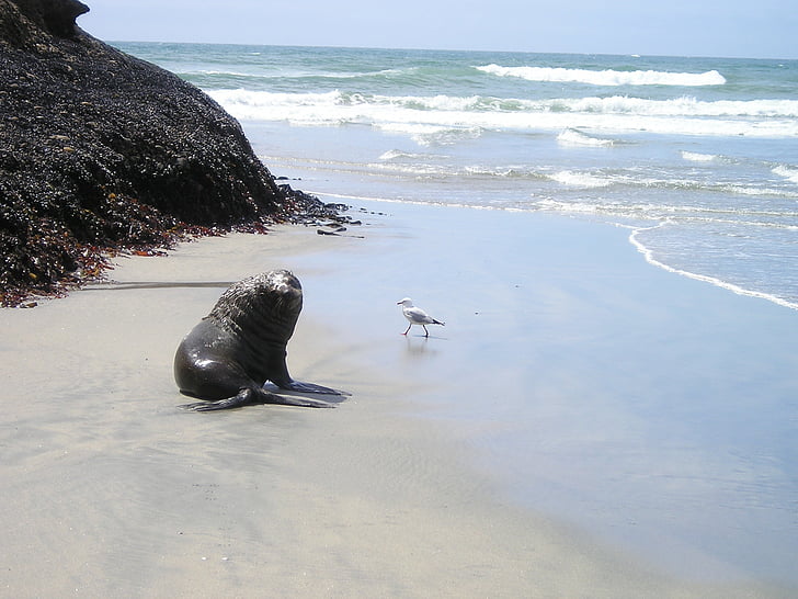 new zealand, seal, south island, beach, meeresbewohner, sea