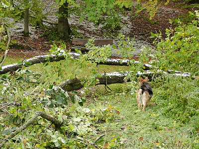 bosc, arbre, destruïda, danyat, natura, paisatge, devastació