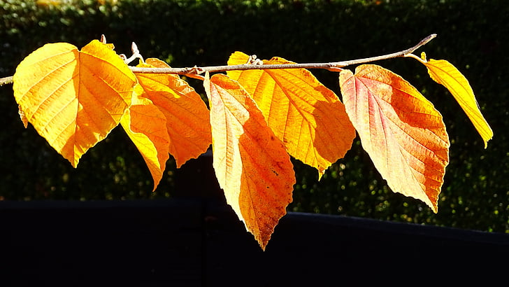 otoño, decoloración, hojas, follaje de otoño, brillante, color de otoño, de secado