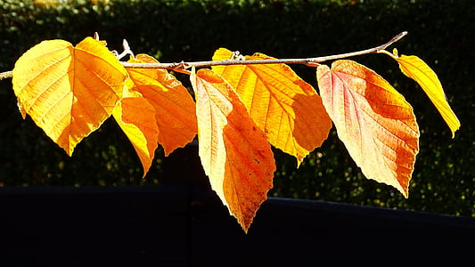 automne, décoloration, feuilles, feuillage d’automne, brillant, couleur d’automne, séchage