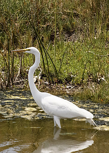 great egret, bird, wildlife, flying, nature, water, waterbird