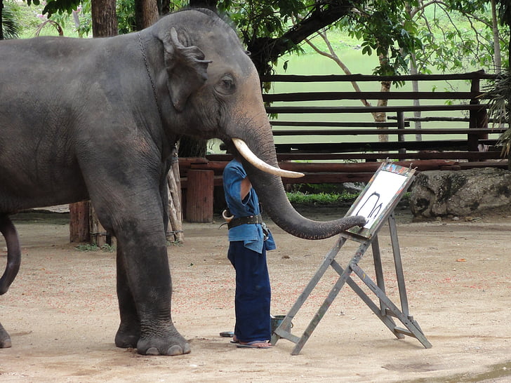 elefánt, festék, Thaiföld, Lampang, állat, az emlősök