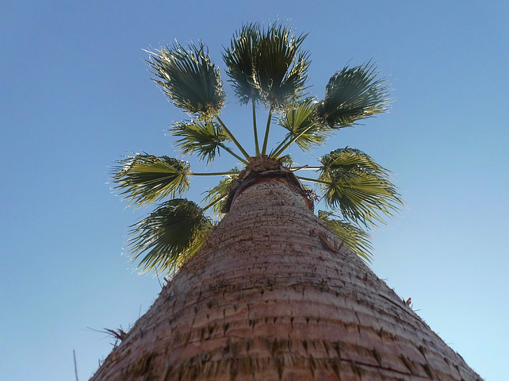 Palm, stam, hemel, logboek, plant, palmboom, palm tree root