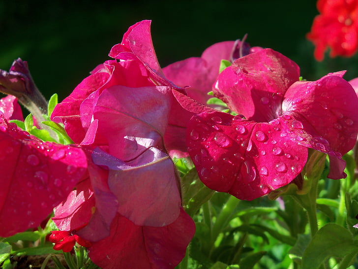 Petunia, fiore, pianta, chiudere, pianta del balcone, pianta ornamentale, fiori di estate