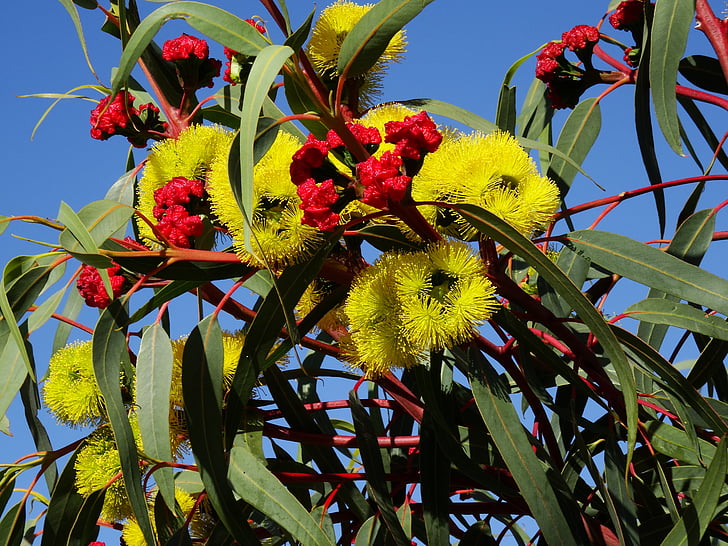 Eucalyptus bunga, blossom Australia, bunga berwarna-warni, alam, bunga, tanaman