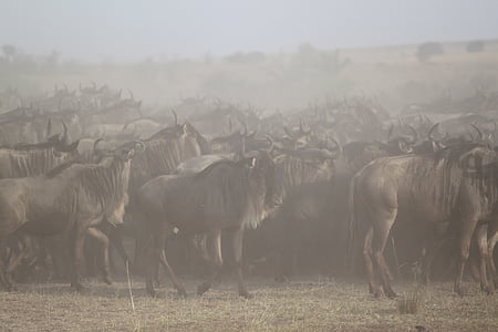 grande migrazione, Africa, Safari, Serengeti, Wildebeest, migrazione, animale