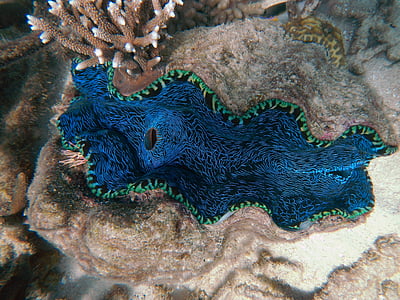 หอย, โอเชี่ยน, รท, สีฟ้า, ใต้น้ำ, แนวปะการัง, ธรรมชาติ