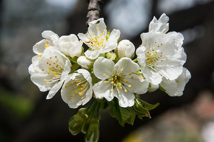 cherry blossom, white, blossom, bloom, white blossom, spring