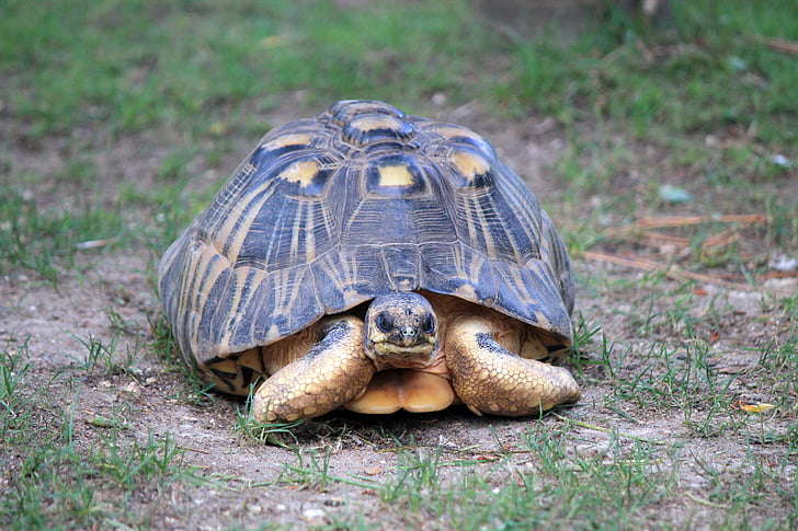 Tortue, reptile, Zoo, animal, carapace, animaux
