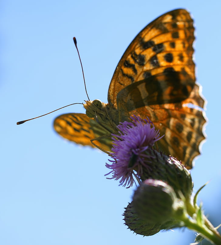 fritillary, argynnis paphia, butterfly, macro, thistle, thistle flower, violet