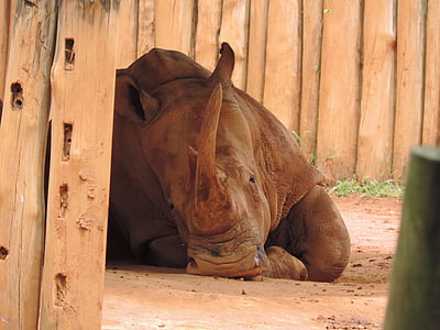 rhino, brown, animal, horn, wild, wood - material, one animal