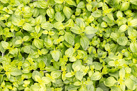 albahaca, verde, especia de la cocina, Mediterráneo, planta, hojas