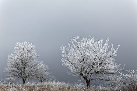 lange, blootstelling, foto, wit, bomen, boom, winter