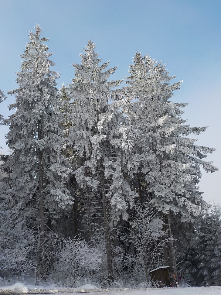 trees, frost, sun, hoarfrost, winter