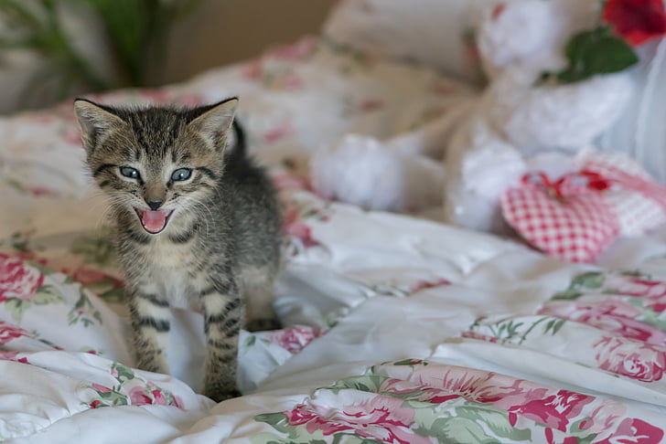 kitten, newborn, cat, tongue, growl, foster, cute