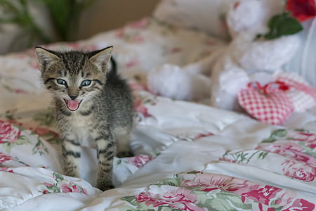 anak kucing, bayi baru lahir, kucing, lidah, Growl, mendorong, Manis