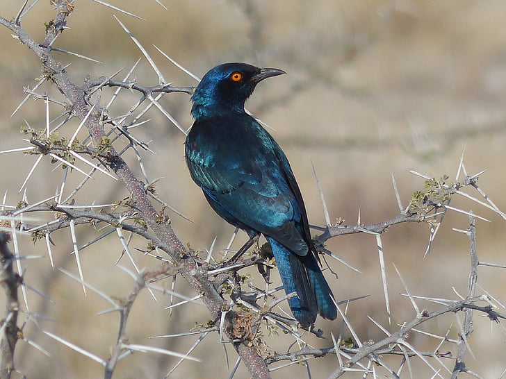 parlak-starling, kuş, Namibya, etoshapfanne, yıldız, doğa, yaban hayatı