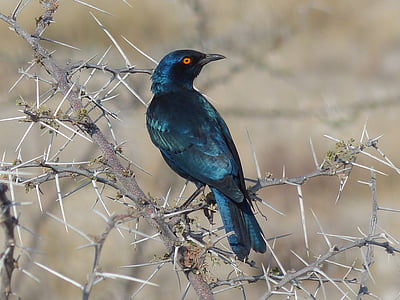 sijajni starling, ptica, Namibija, etoshapfanne, zvezda, narave, prosto živeče živali