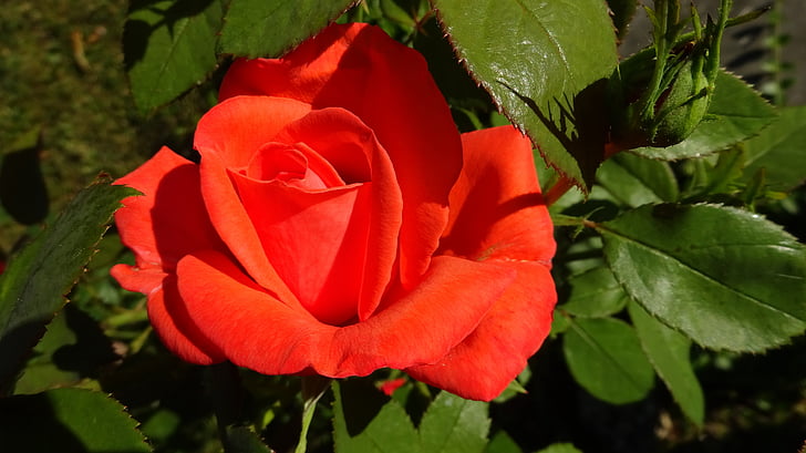 raudonos rožės, Rožė, raudona, rožių žydėjimas, raudona rožė, gėlė, gėlių sodas