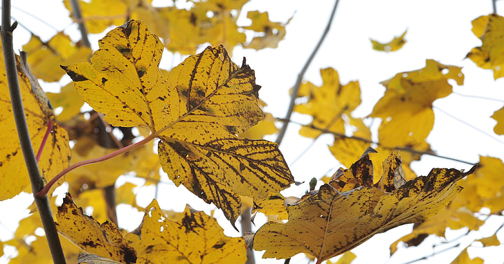 otoño, follaje de otoño, hojas de arce, Arce, otoño dorado, hojas, amarillo