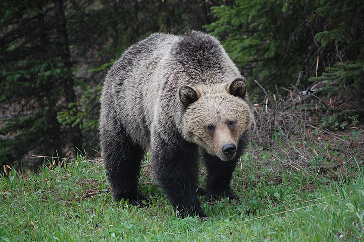 medveď grizly, voľne žijúcich živočíchov, medveď, zviera, Predator, Britská Kolumbia, mäsožravec