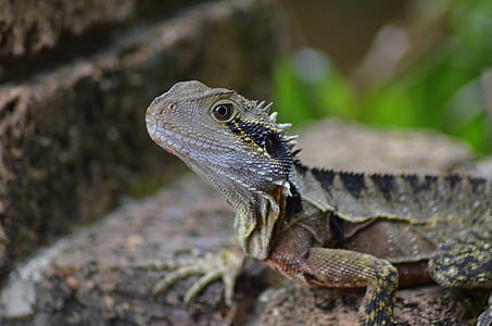 bearded dragon, lizard, nature, reptile, animal wildlife, iguana, animals in the wild