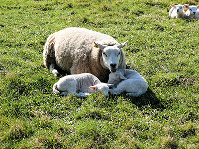 lamm, fåren, djur, landskap, landsbygd, djur, Nederländerna