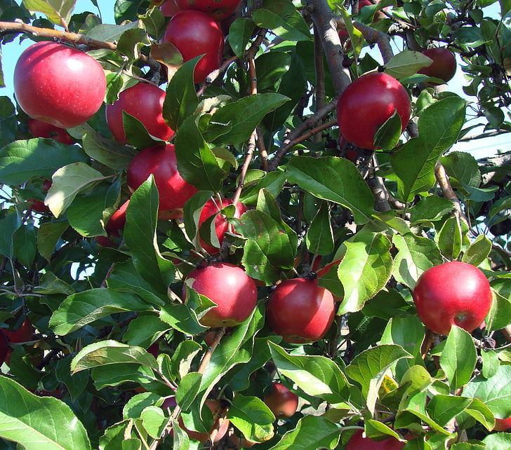 яблука, яскраві, червоний, дерево, Природа, листя