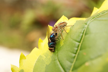 landskap, av den, fältet, quindiano, Colombia, insekt, Bee