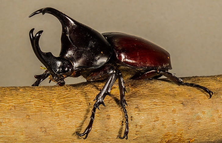 tropical beetles, rhinoceros beetle, riesenkaefer
