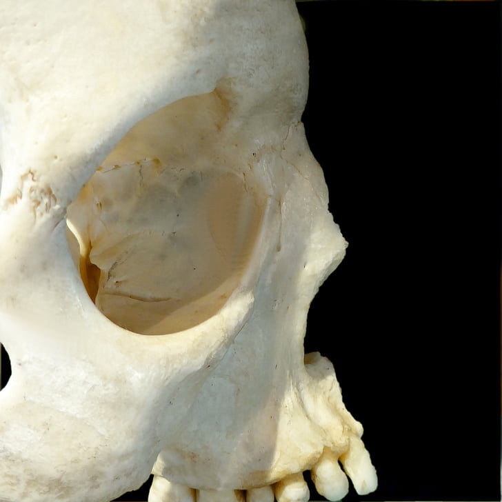 череп, профил, кост, човешки череп, човека кост, Анатомия, животински череп
