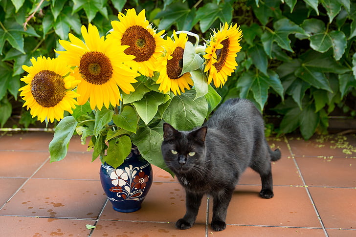 flower, sun flower, yellow, plant, summer, cat, domestic cat