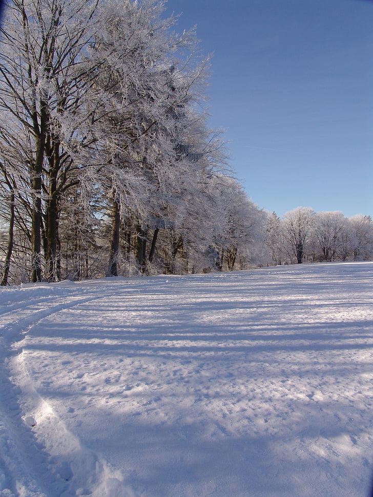 natura, copaci de iarnă, copac, zăpadă, iarna, rece - temperatura, în aer liber