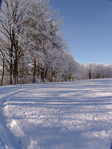 loodus, puud, puu, lumi, talvel, külma - temperatuuri, Õues