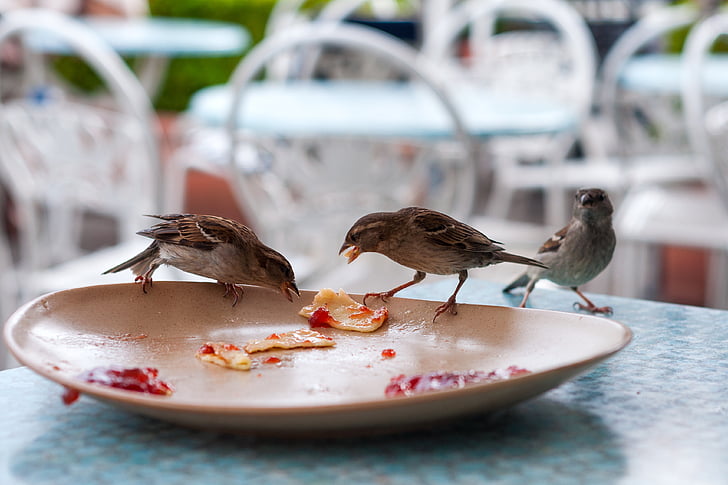 bird, plate, restaurant, remains, peck