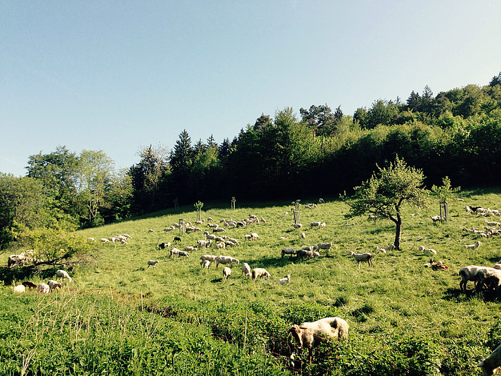 sheep, field, meadow, grass, landscape, nature