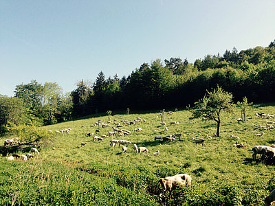 moutons, domaine, Meadow, herbe, paysage, nature