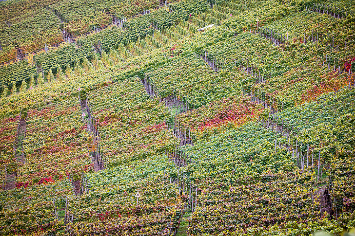 vineyard, autumn, wine, winegrowing, vines, wine growing area, ahr