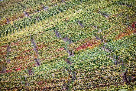 vinice, podzim, víno, réva, vinice, Vinařská oblast, AHR