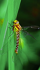 Dragonfly, insect, sluiten, vleugel, dier, natuur, macro