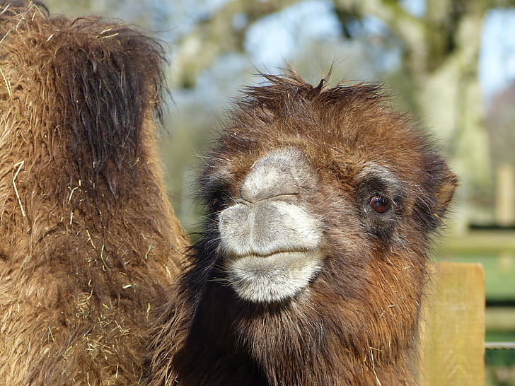 Free photo: camel, head, closeup | Hippopx