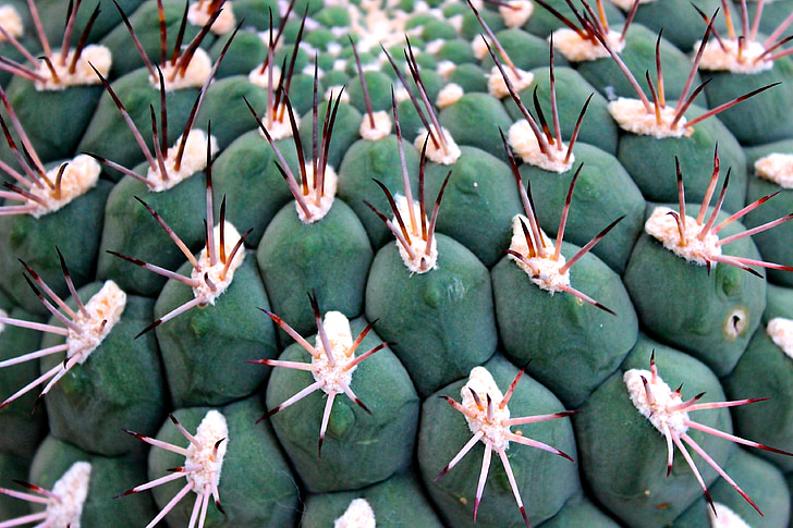kaktus, Spur, bolden kaktus, torne, Cactus drivhus, grøn