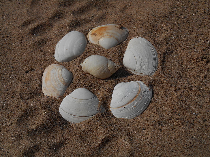 shells, beach, sand, seaside, holiday, summer, shore