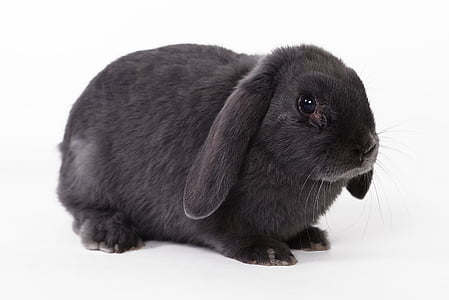 rabbit, easter rabbit, home mazlík, animal, pets, cute, mammal