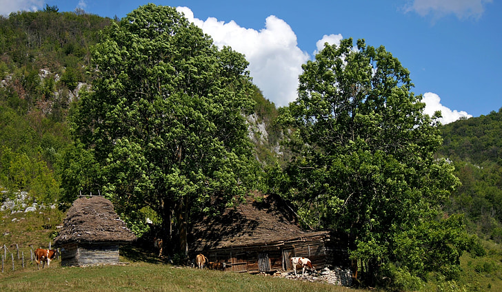 farm, landscape, natural, cows, trees, clouds, sky