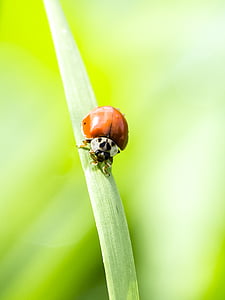Mariquita, escarabat, insecte, natura