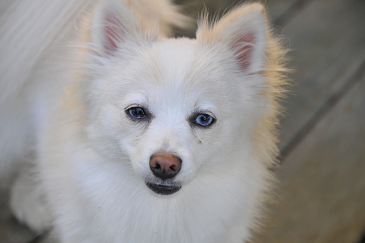 perro, Pomerania, Blanco, mascota, canino, animal, furry