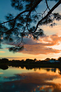 pino, tramonto, Lago suburbano