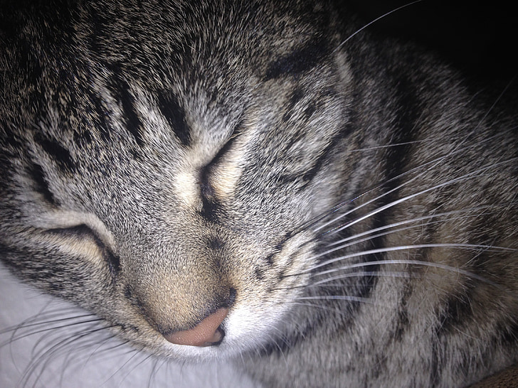 chat, dormir, chat qui dort, endormi, visage de chat, chat mignon, félin